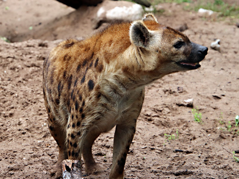 Hyena at GarLyn Zoo
